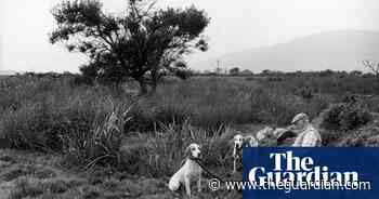 Scent with love: Irish drag hunting – in pictures