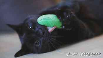 Giocattoli con catnip (erba gatta): ecco la top 5 del 2023 - Wamiz