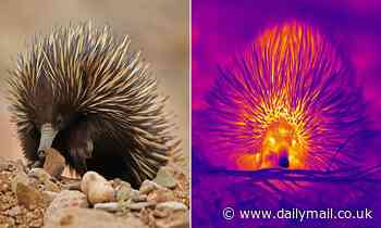 Echidnas blow SNOT BUBBLES to stay cool in the Australian outback, study finds