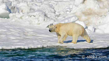 Polar bear kills woman, boy in remote Alaska village