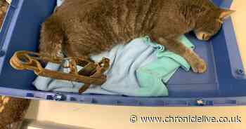 RSPCA warning after Northumberland cat faced amputation following illegal gin trap ordeal