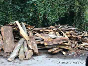 Totalmente prohibida la tala de árboles en Loja - Diario La Hora