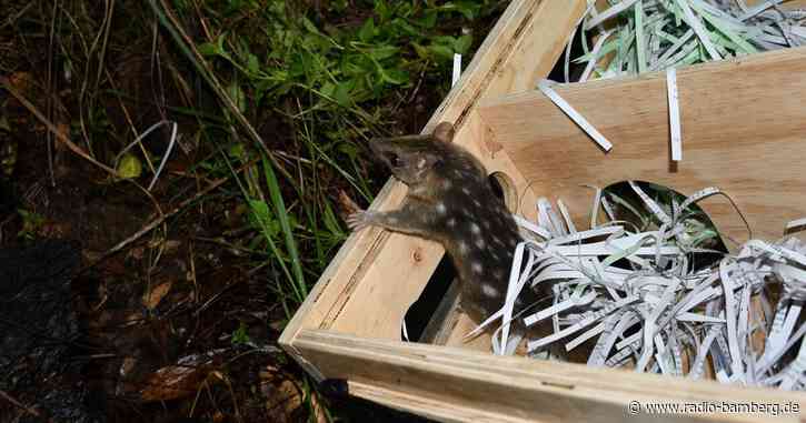 Beutelmarder auf Tour – 2800 Kilometer in einer Kürbiskiste