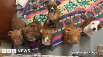 Alarming rise in unwanted puppies in Cornwall says RSPCA
