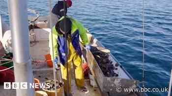 Cornwall oystermen battle to save way of life