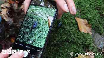 Appeal for help to find rare beetle in Devon and Cornwall