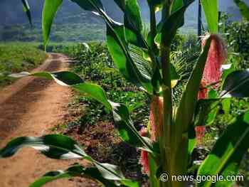 Programa Garantia Safra: Juazeiro do Norte inicia distribuição de ... - Site Miséria