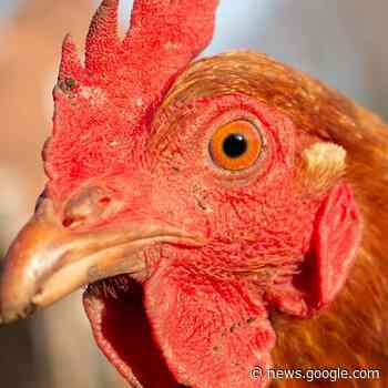 Frist zur Anmeldung von Nutztieren - radioeuskirchen.de