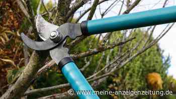 Garten im Januar: Jetzt ist die ideale Zeit, um Obstbäume zu schneiden
