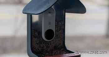 Bird Buddy Review: This Smart Bird Feeder Helps ID Your Backyard Birds     - CNET
