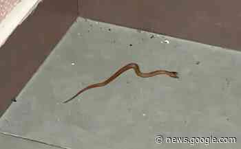 Mato alto no Jardim Veredas preocupa moradores na região do ... - tarobanews.com