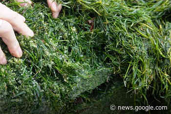 Uitgelicht | Gras inkuilen en voeren in de winter - Boerderij
