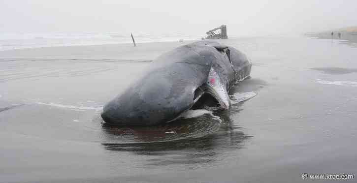 Dead whale washes ashore on Oregon coast; scientists determine cause of death