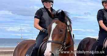 Police force sack horse Tommy - for not 'excelling' at his job