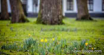 Vroege lente in Brugge, waar eerste gele krokussen tevoorschijn ... - Het Laatste Nieuws
