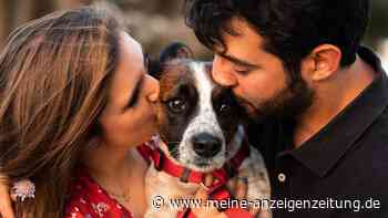 Grenzwertig: Wenn die Liebe zu Hunden gefährlich wird