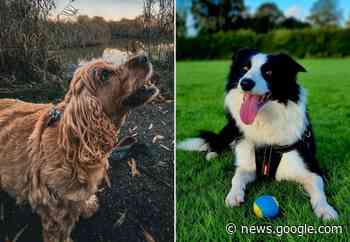 Photos of your four-legged friends enjoying a St Helens walk - St Helens Star