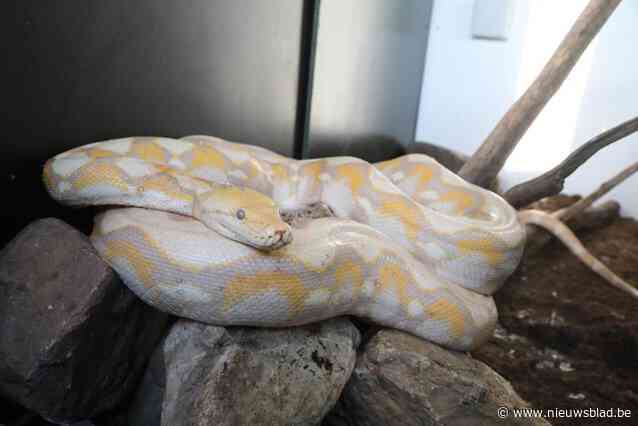 Netpython was niet gedumpt: “Meisje had slang aangeschaft en meegenomen naar huis maar daar was moeder niet blij mee”