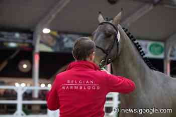 De aftrap van de BWP Hengstenkeuring in Lier is gegeven - Equnews