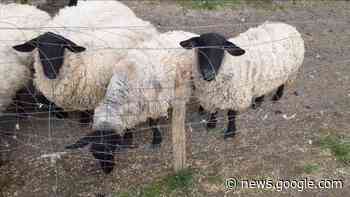 Sequestrati gli animali di Fagna. Affidati a strutture a Paterno e Sant ... - OKMugello - News dal Mugello