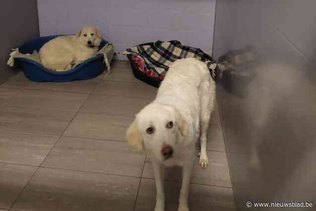 Zes verwaarloosde honden in beslag genomen bij hercontrole