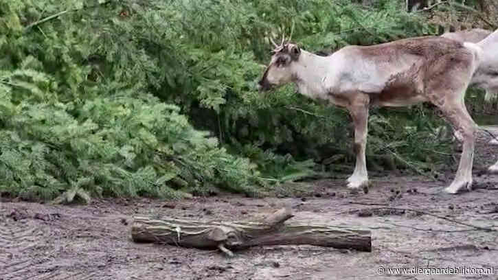 Een naaldboom voor de bosrendieren!