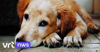 Aantal klachten voor dierenmishandeling in Brussel in 2022 met ... - VRT.be