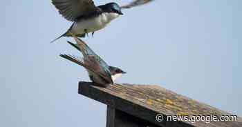 Gemeente moedigt plaatsing zwaluwnestjes aan | Herent | hln.be - Het Laatste Nieuws