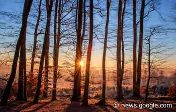 Baumkontrollen in der Stadt Marl abgeschlossen - Marl - www.lokalkompass.de