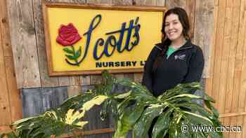 Feed me, Seymour! This monstera plant will set you back $1,000