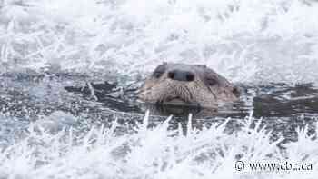 'It's a very peaceful place': Sask. photographer embraces province's wilderness during winter