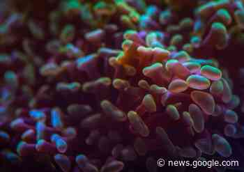 A Galliate Lombardo si parla di astrobiologia con Giuseppe Galletta - varesenews.it