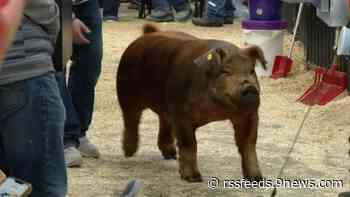 Stolen pair of prized pigs found in Commerce City