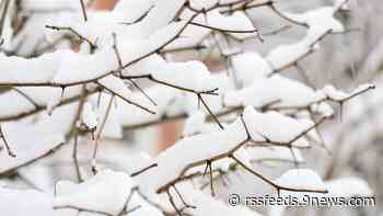 How to safely remove snow from your trees