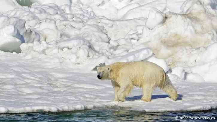 Polar bear attack victims young mother and 1-year-old son