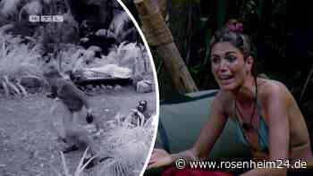 „Muss Konsequenzen haben“: Dschungelcamp-Regelverstoß von Tessa macht Fans stinksauer