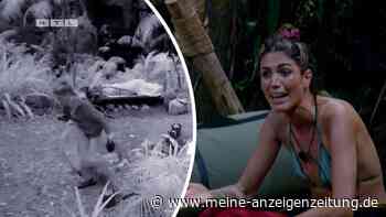 „Muss Konsequenzen haben“: Dschungelcamp-Regelverstoß von Tessa macht Fans stinksauer