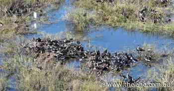 Birds breeding in Wetlands