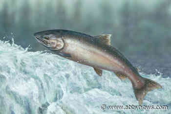 It’s official: Created in Salmon Arm painting to adorn salmon conservation stamp