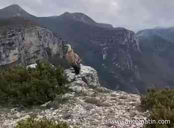 Le vautour fauve sauvé au large d’Antibes en septembre a été relâché