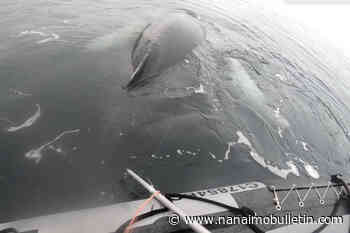 VIDEO: Hogtied humpback rescued from dangerous entanglement off Vancouver Island