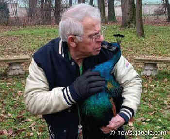 Bollate, Giovanni, l’uomo che sussurra... ai pavoni - Il Notiziario