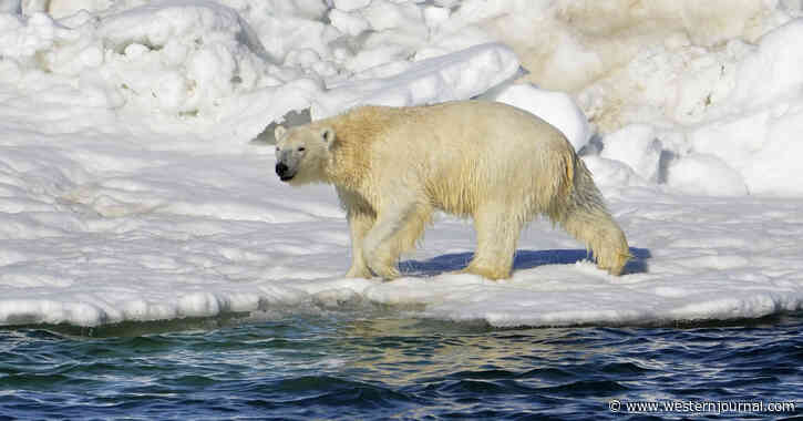 Polar Bear Goes on Deadly Rampage in Alaskan Village Before Armed Resident Steps In
