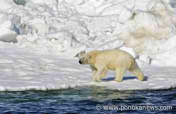 Mother, 1-year-old son killed in Alaska polar bear attack