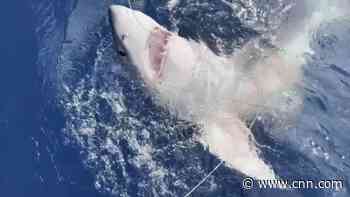 Video captures boy's battle to reel in great white shark