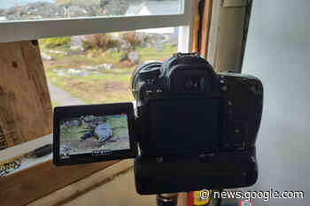 VIDEO: Victoria volunteer captures ‘awesome’ elephant seal birth - Kitimat Northern Sentinel