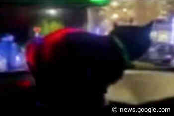 Victoria officer finds ‘unauthorized intruder’ in patrol car during traffic ... - Kitimat Northern Sentinel