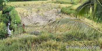 LPA damage to agriculture reaches P30.4M - Visayan Daily Star