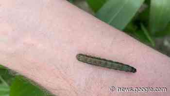 Vicious agriculture pest found in the South Island for first time - Stuff