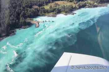 Concerns resurface as roe herring fishery approaches in Strait of ... - Nanaimo Bulletin